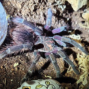 1.0 Pamphobetus sp. nigricolor (Ecuador)