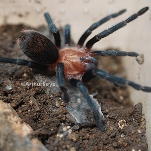 0.1 Theraphosinae sp. "Blue"