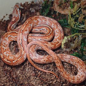 Pantherophis guttatus - Tessera Corn Snake