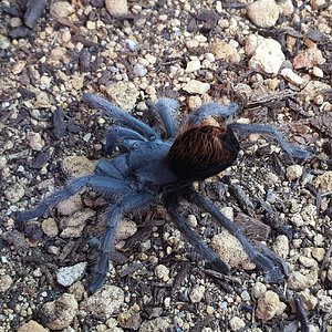 0.1 Aphonopelma sp. nov