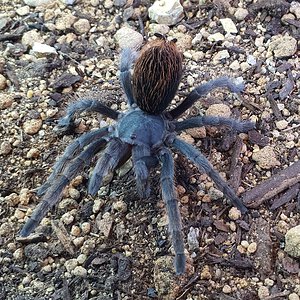 0.1 Aphonopelma sp. nov