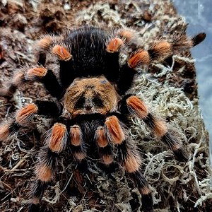 Brachypelma smithi