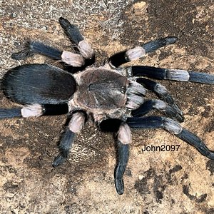 Haplocosmia himalayana female