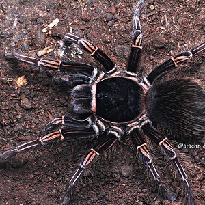 Acanthoscurria simoensi.