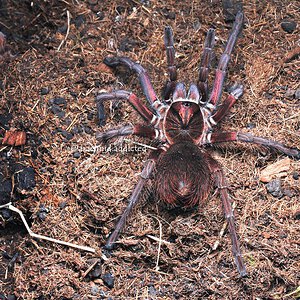 Phormictopus cancerides.