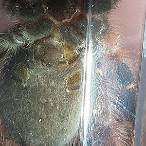 Brachypelma boehmei