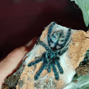 C. versicolor