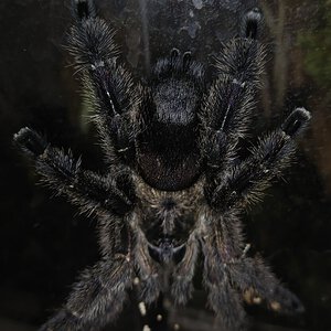 Avicularia purpurea?