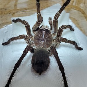 Theraphosa.jpg