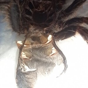 Grammostola pulchripes