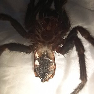 Chromatopelma cyaneopubescens