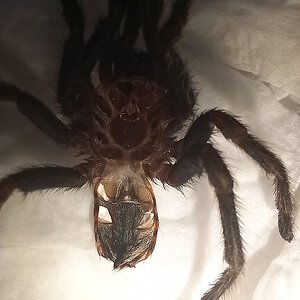 Chromatopelma cyaneopubescens