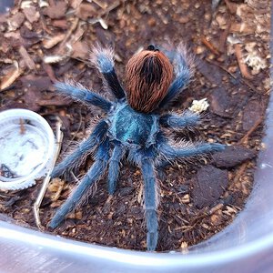 0.1 Aphonopelma mooreae