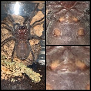 Grammostola pulchra sexing