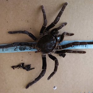 7 .9 inches molt.jpg