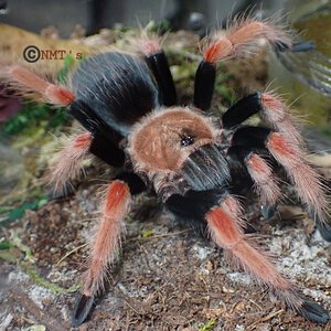 1.0 Brachypelma boehmei - 3.25" DLS