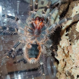 Grammostola pulchripes sexing