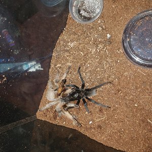 Aphonopelma moderatum paired