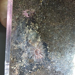 Tliltocatl vagans