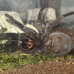 P. auratus, M or F?