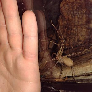 Heteropoda sp. "Thai Caves" Immature female