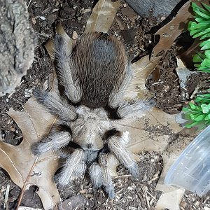 Barbie before the molt