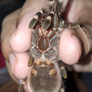 A. Geniculata