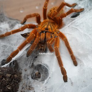 0.1 Pterinochilus murinus