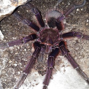 Theraphosa apophysis