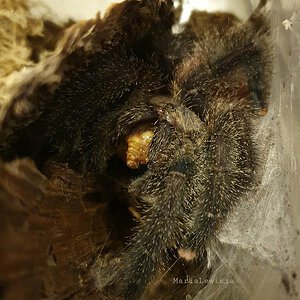 0.1 Avicularia juruensis M2