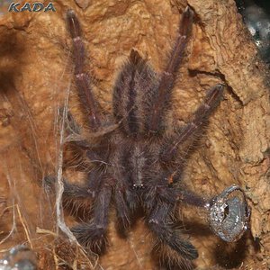 Poecilotheria-metallica1.jpg