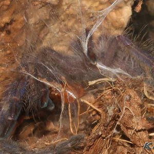 Poecilotheria-metallica3.jpg