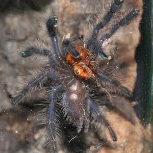 Poecilotheria-metallica5.jpg