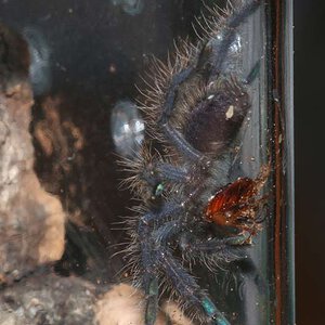 Poecilotheria-metallica6.jpg