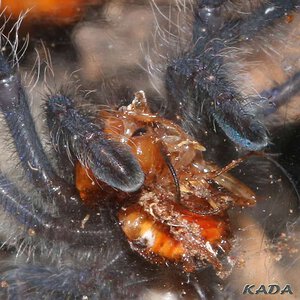 Poecilotheria-metallica7.jpg