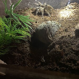 Aphonopelma chalcodes