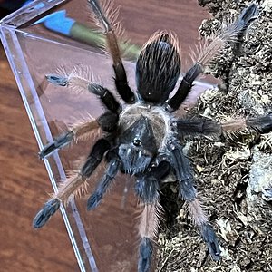 Brachypelma emilia