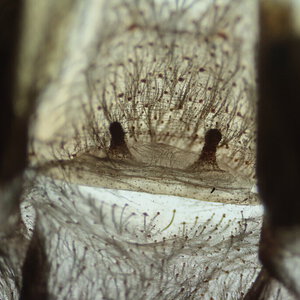 P. reduncus - Costa Rican Orange Mouth - 60mm (2.3") DLS Female