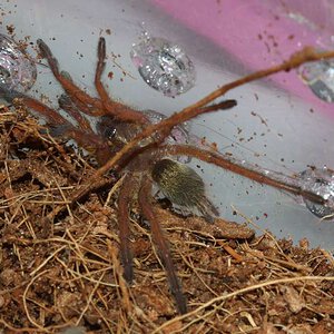 Harpactira-Pulchripes1.jpg