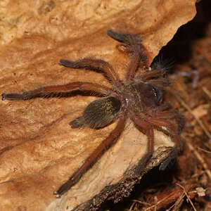 Harpactira-Pulchripes4.jpg