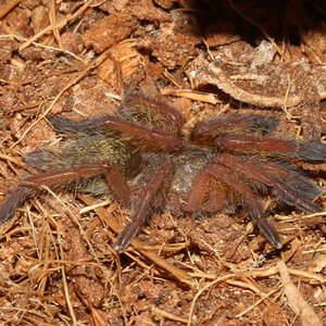 Harpactira-Pulchripes5.jpg