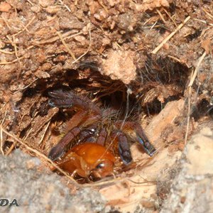 Harpactira-Pulchripes11.jpg