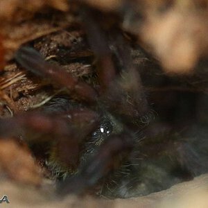 Harpactira-Pulchripes8.jpg