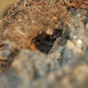 Harpactira-Pulchripes7.jpg