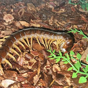 Scolopendra dehaani 0.0.1