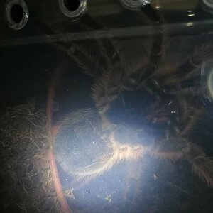 Grammostola rosea ventral