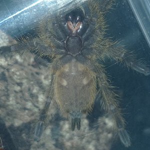 OBT