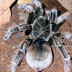 ♀️ Pamphobeteus sp.Platyomma