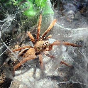 1.0 Selenobrachys sp. Romblon pink