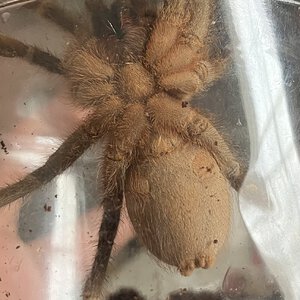 A seemanni sold as female but...